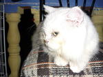 Tuah - Domestic Long Hair Cat