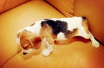 Beagle No Certificate Female  - Beagle Dog