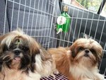 Eva - Shih Tzu Dog