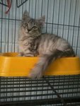 Bobby - Maine Coon Cat