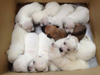 11 Cute Puppies  - Mixed Breed Dog