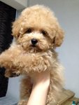 Teddy Bear Small Size Poodle  - Poodle Dog