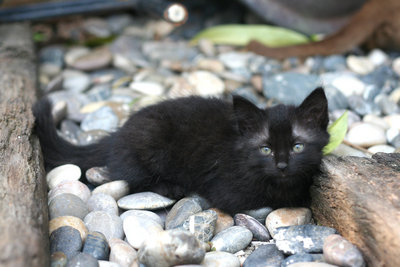 Kit Kat - Domestic Long Hair Cat