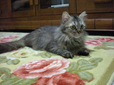 Fifi - Persian + Domestic Medium Hair Cat