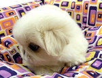 Cute &amp; Chubby White Pekingese - Pekingese Dog