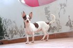 Blind Friendly &amp; Playful Chihuahua  - Chihuahua Dog