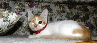 Cecep - Domestic Medium Hair + Maine Coon Cat
