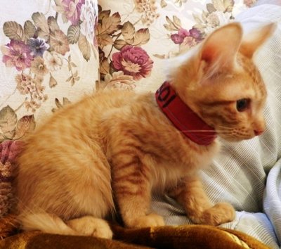 Boboi - Domestic Short Hair + Maine Coon Cat