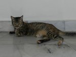 Lemang - Domestic Short Hair + Maine Coon Cat