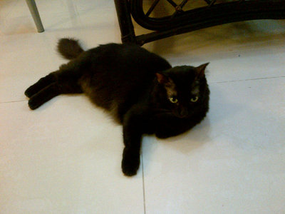 Choomie And Sox - Domestic Long Hair + Domestic Short Hair Cat