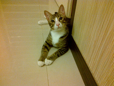 Dopey &amp; Grey - Domestic Short Hair Cat