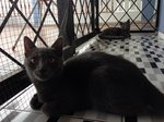 Scottish Siamese Cat - Scottish Fold + Siamese Cat