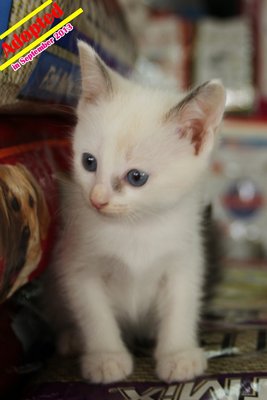 X (Adopted) Angela - Kitten No:7 - Domestic Short Hair Cat