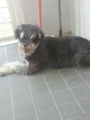 Found Schnauzer - Schnauzer Dog