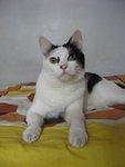 Cheri - Domestic Short Hair Cat