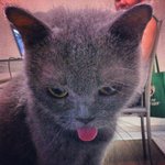 Ell Woods - British Shorthair Cat
