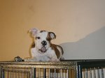 English Bulldog - Amberly - English Bulldog Dog
