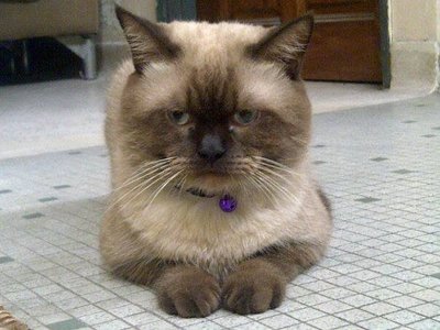 Donny - Birman + Siamese Cat