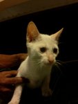 Mark - Domestic Short Hair Cat