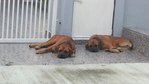 Mastiff N Fifi - Bullmastiff Dog