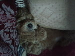 Cookie - Poodle Dog