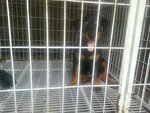 Rottweiler Puppy  Parents Import  - Rottweiler Dog