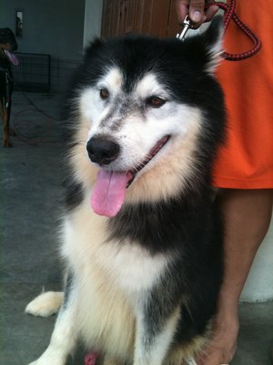 Tango - Siberian Husky Dog