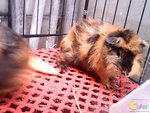 Male And Female Guinea Pigs - Guinea Pig Small & Furry