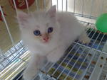 5 Kittens  - Persian Cat