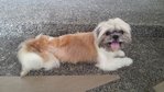 PF49015 - Shih Tzu Dog