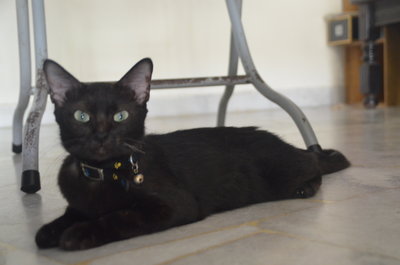 Pippa (Pepper) - Domestic Short Hair Cat