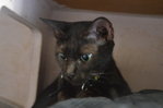 Pippa (Pepper) - Domestic Short Hair Cat