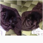  2 Adorable Kittens.black&amp; Grey - Domestic Short Hair Cat
