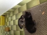  2 Adorable Kittens.black&amp; Grey - Domestic Short Hair Cat