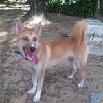 Lil Foxy Kim  - German Shepherd Dog Mix Dog