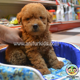 1adorable Toy Poodle Puppies - Poodle Dog