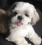 Jack - Shih Tzu Dog