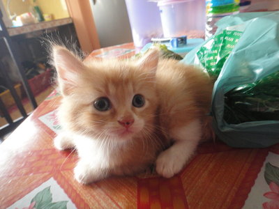 Cats For Sale, All Ages - PetFinder.my