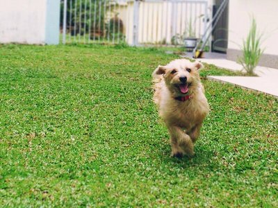 Teri - Australian Terrier + Terrier Dog