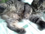 Bunga - Persian Cat