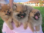 Pomeranian - Pomeranian Dog