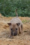 Rocky - Bull Terrier Mix Dog