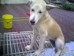 Xiao Bai - Mixed Breed Dog