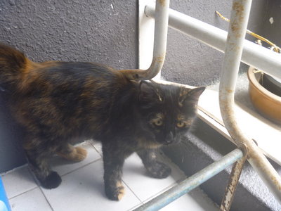 Spott - Persian Cat
