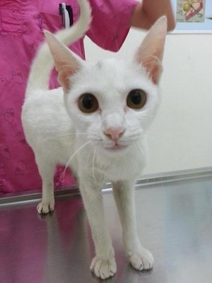 Shiro - Domestic Short Hair + Siamese Cat