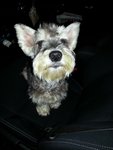 Bing Bing - Schnauzer Dog