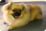 Puffy - Pomeranian + Pekingese Dog