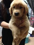 Quality Golden Retriever For Sale   - Golden Retriever Dog