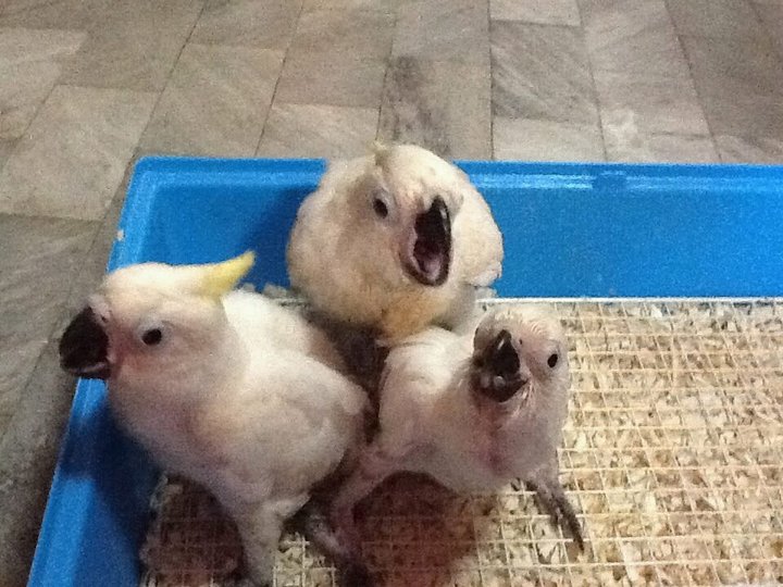 Cockatoo Bird Sold 11 Years 6 Months, Baby Sulphur Crested Cockatoo