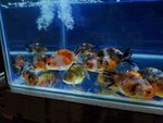 China Ranchu - Goldfish Fish